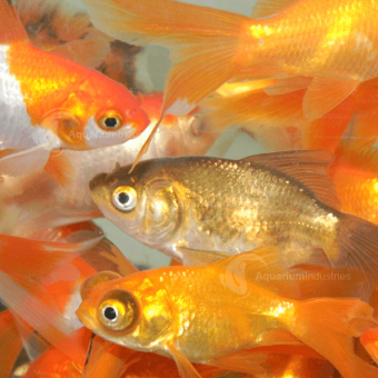 Aquarium Industries Wholesale Goldfish