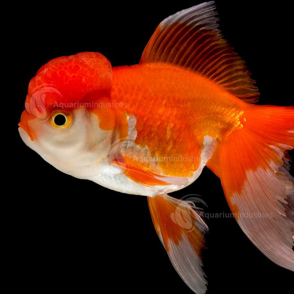 exotic goldfish for sale