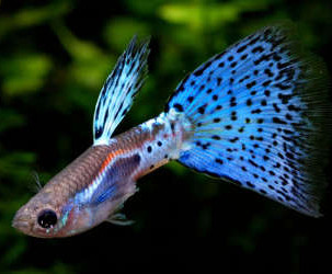 All About Tropical Fish Tanks 